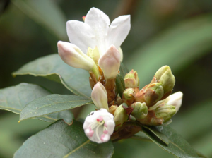 rhododendron-camellia-10