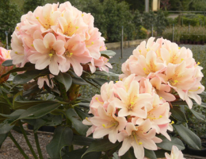 rhododendron-camellia-12