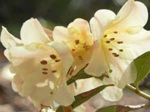 rhododendron-camellia-2