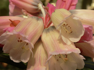 rhododendron-camellia-4