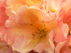 rhododendron-camellia-5