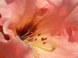 rhododendron-camellia-7